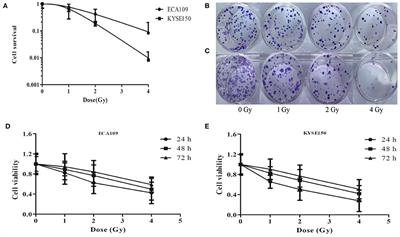Carbon Ion Therapy Inhibits Esophageal Squamous Cell Carcinoma Metastasis by Upregulating STAT3 Through the JAK2/STAT3 Signaling Pathway